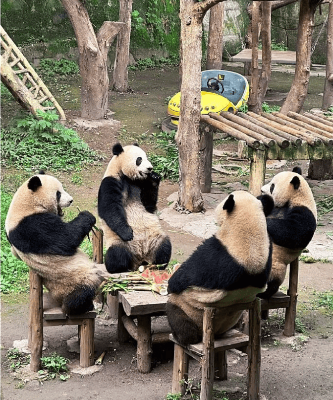 看重庆动物园的熊猫吃西瓜,我也好想加入啊
