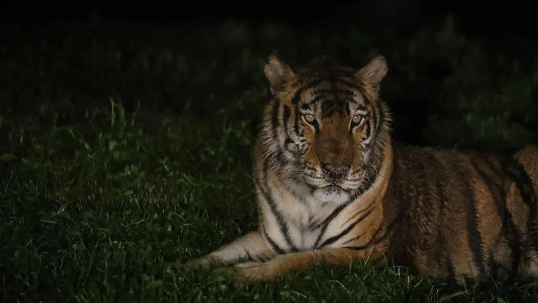 夜幕下的"森林之王"