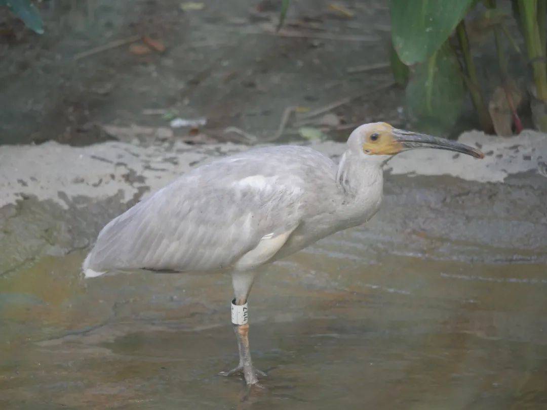 暑假到了欢迎各位大朋友和小朋友来成都动物园看看朱鹮宝宝哦!