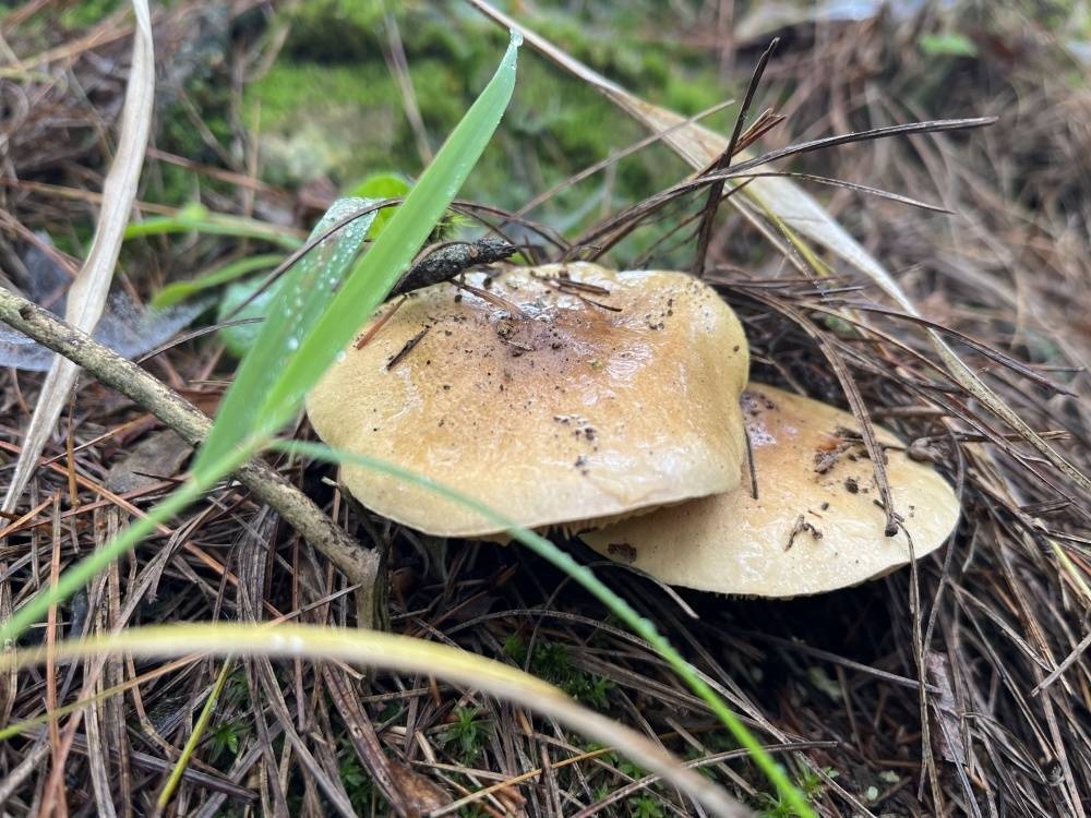 云南楚雄出台办法规范野生菌采集:推广承包经营,禁用锄头等大型工具