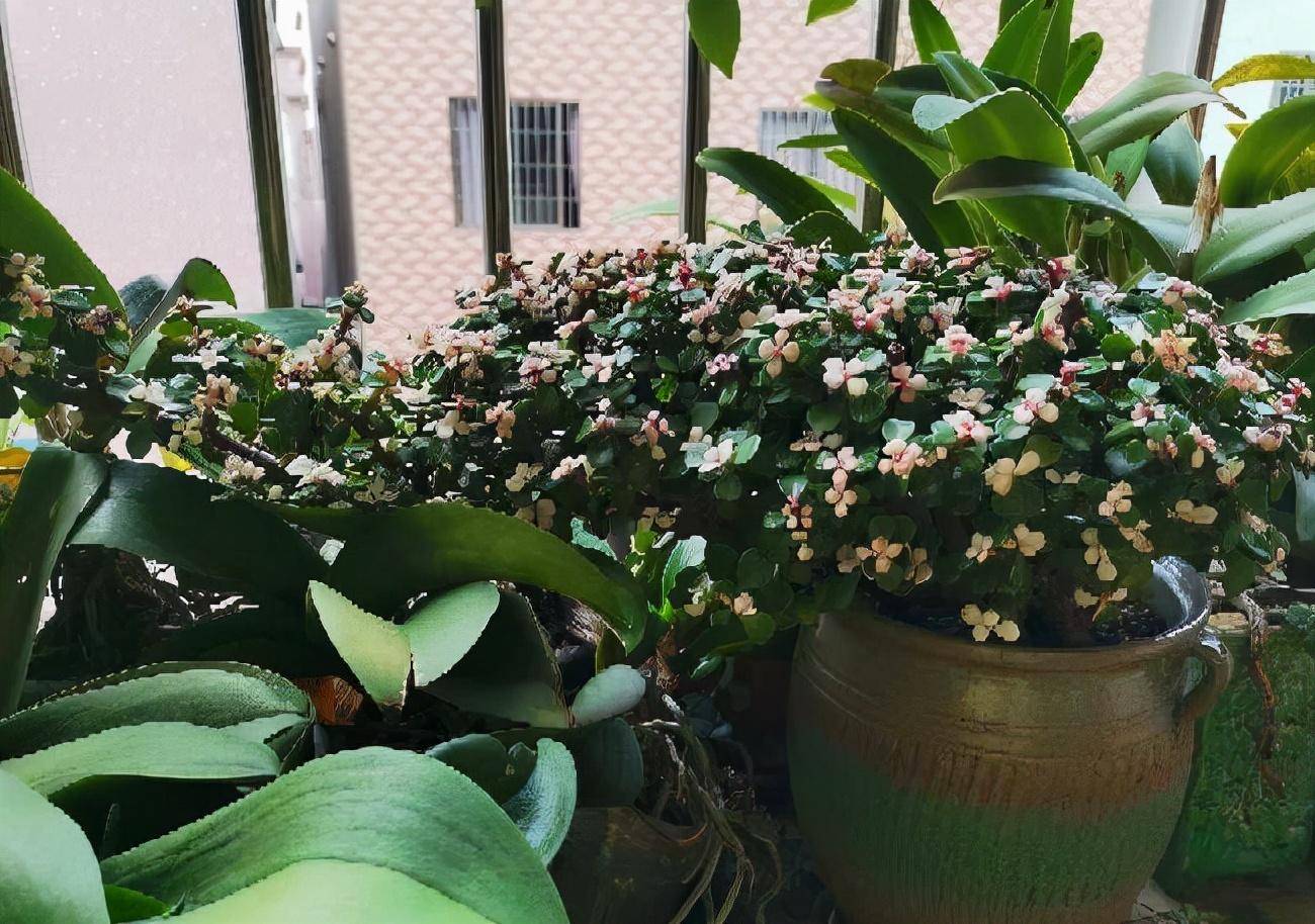 金枝玉叶"这样养",一盆变多盆,枝叶翠绿,姿态优美,漂亮独特