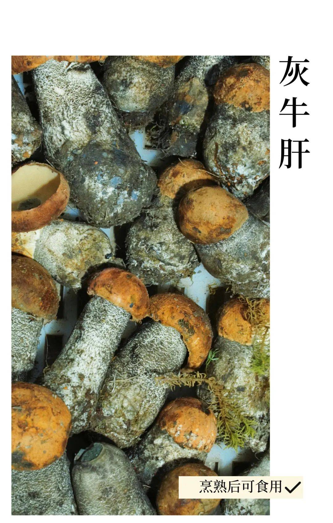 1000吨/年!成都人爱吃的ta来了_牛肝菌_鸡枞_四川