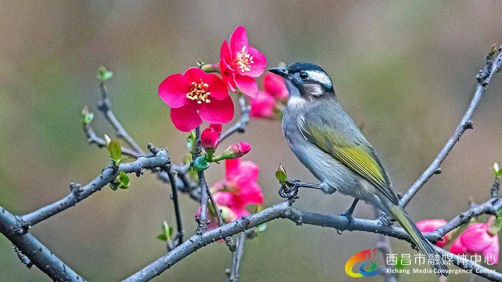 【西昌市摄影家协会作品展】黄成德:鸟类掠影