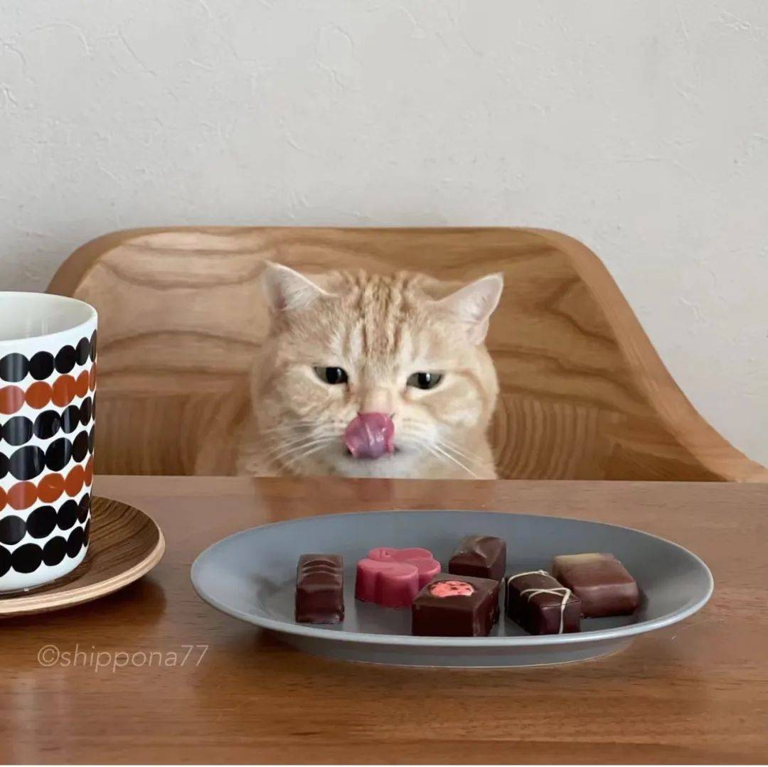 "日本小橘猫偷吃爆红ins,它好像有亿点点馋.