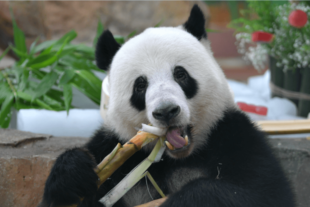 饮靓汤,吃西瓜……动物们这样"广式"消暑!