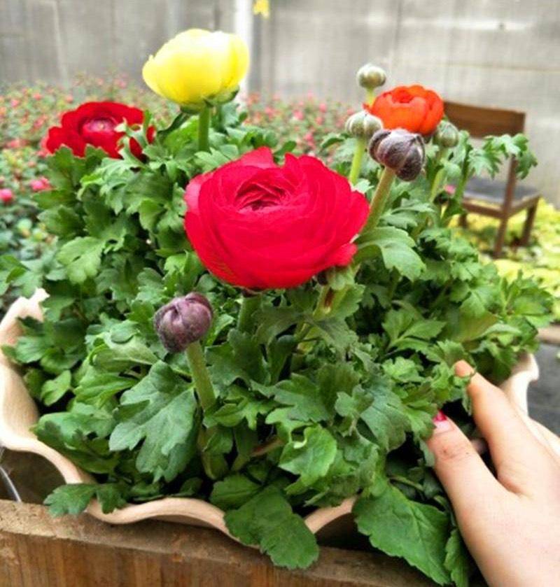 花毛茛怎么养?做好一步,来年又开花,花蕾更多鲜艳亮丽