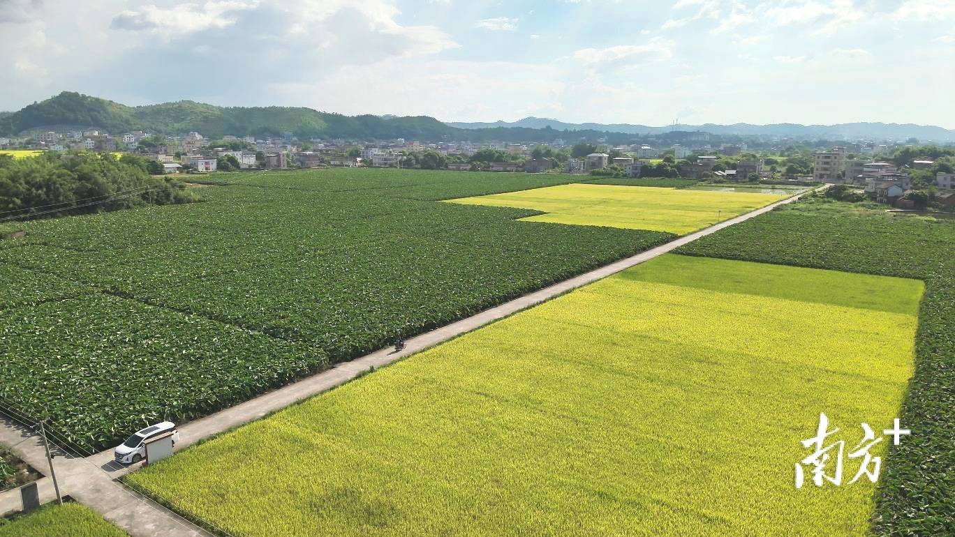 兴宁市坭陂镇湖柏村推进高标准农田建设,实现良田成片