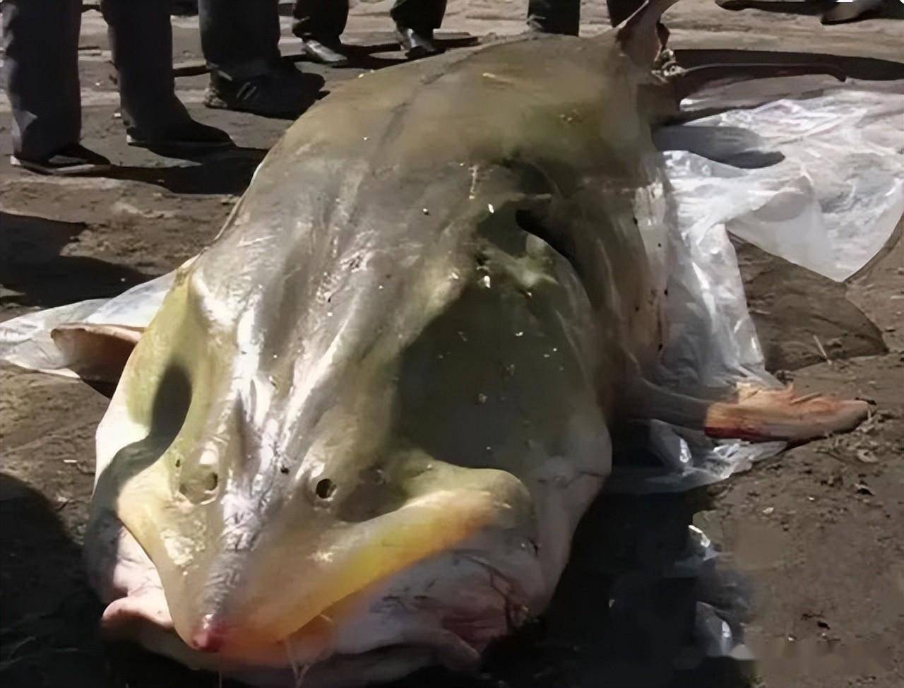 2018年,黑龙江捕获千斤鲟鳇鱼,渔民一夜致富,大鱼结局如何?