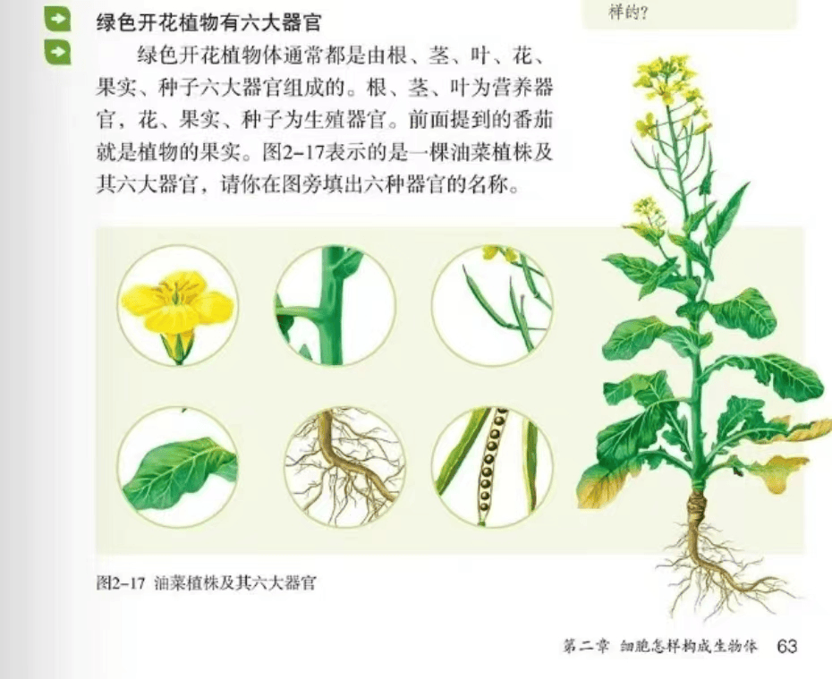 杜鹃花的六大器官图片