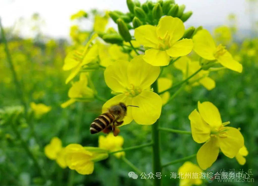 追随花开门源的脚步,来一场油菜花之旅