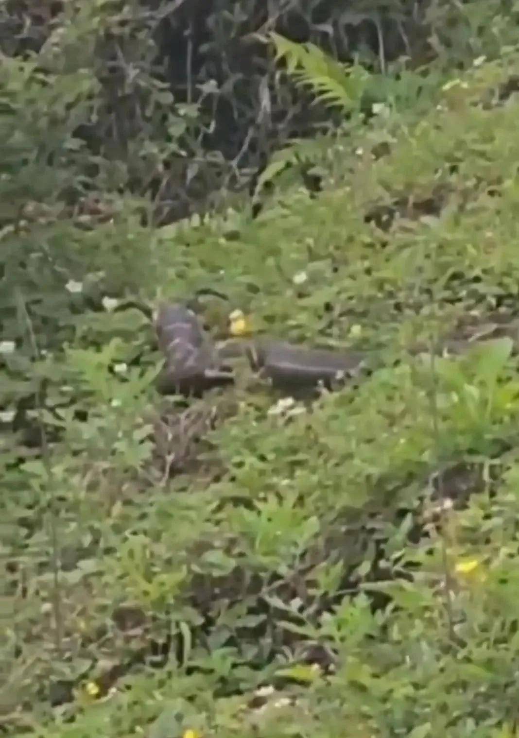 "天青牛蟒"(一条长角的蛇)再现凉山?专家回应