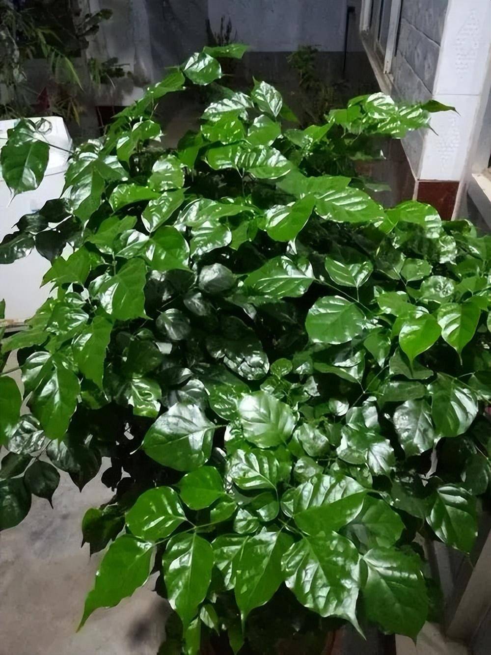 4,罗汉松盆栽它是罗汉松科的一种常绿灌木植物