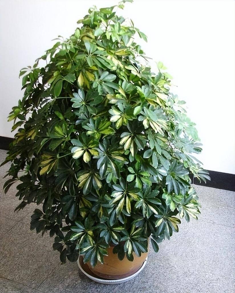 它是一种五加科的常绿灌木植物,很多朋友叫它吸财树,它还有一个名字叫