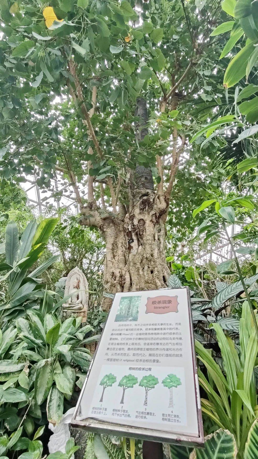 那么一棵榕树为什么能成为一片森林,快来珍奇植物馆向老师寻求答案吧!