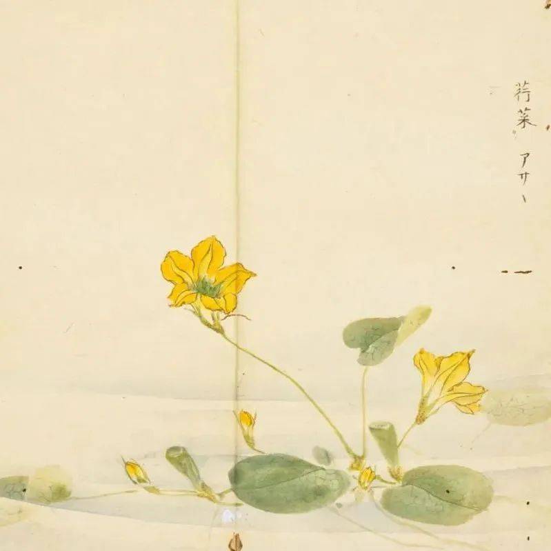 《诗经》里那些美了千年的植物，你都见过吗？_果实_嫩叶_芣苢