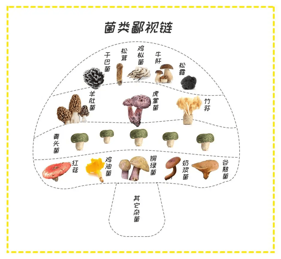 食肉菌常见于哪里图片