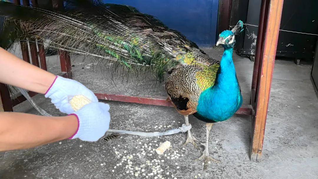 孔雀飞入镇雄百姓家!民警助其"返山林"_颜色_动物园_部门