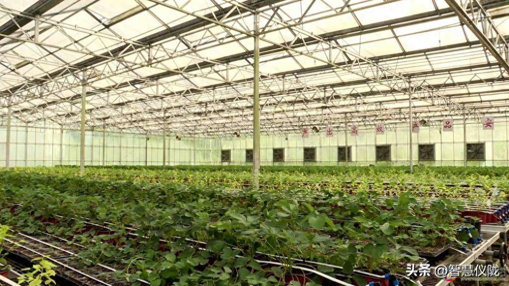 新政镇三条沟村是全县最大的草莓苗和蓝莓苗培育基地.