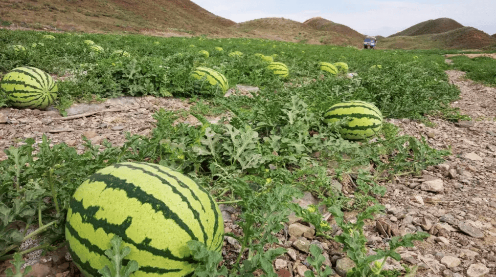 靖远高湾:"石头瓜"变成"金疙瘩"_西瓜_汪木_销售