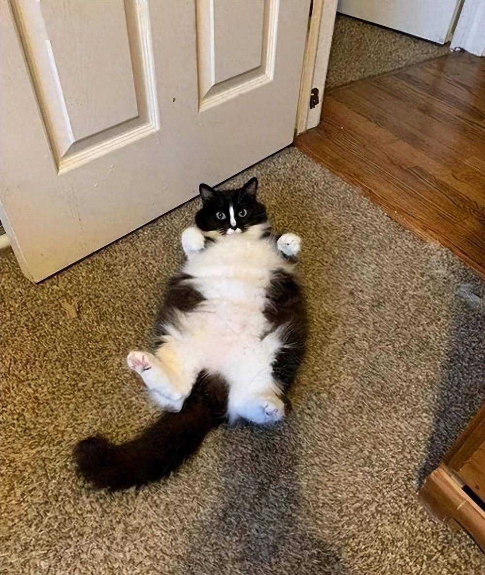 猫咪一见你就露肚皮,大多暗示了这些!