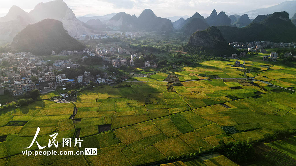 广西贺州:早稻"丰"景美