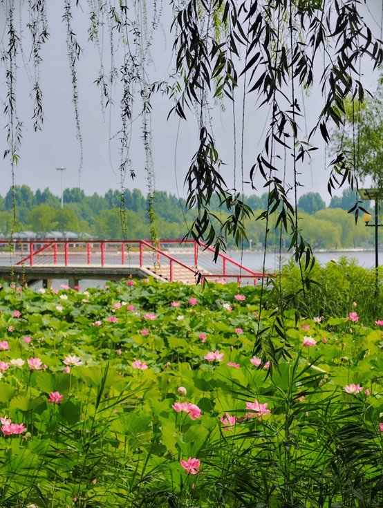 郑州九大赏荷打卡地等你来邂逅