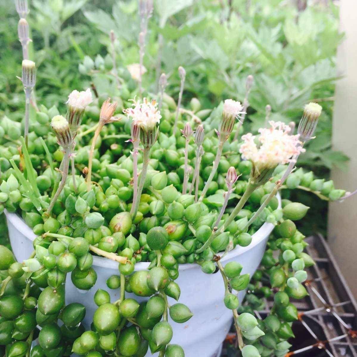 植物_情人_温度