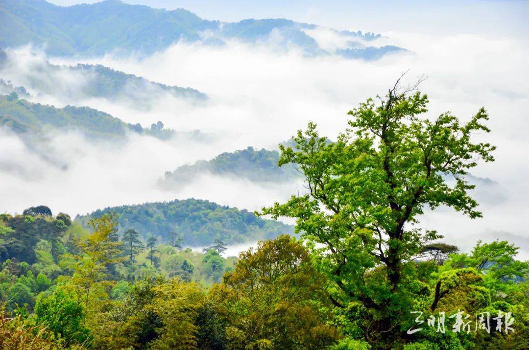 "趣"三明,自然好玩丨夏日寻梦,悠然永安行