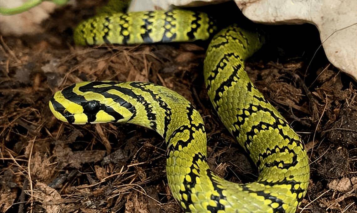 仅不到30条的横斑锦蛇,我国成功繁育,生性温柔被称为"最美蛇"