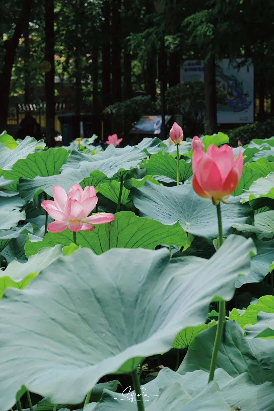 夏天的颜色有哪些图片图片