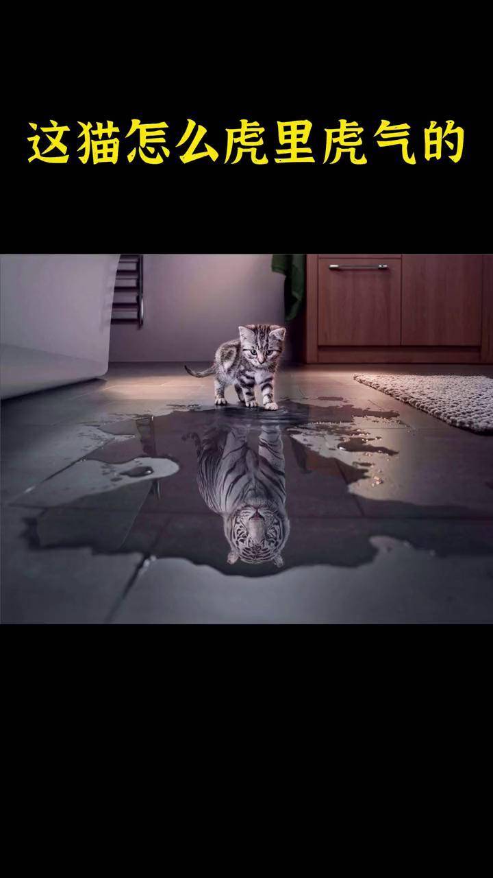 这小猫怎么虎里虎气的!猫 奇妙的动物