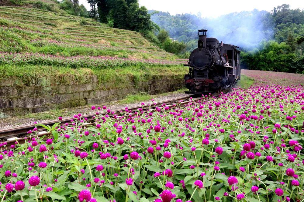 乐山这里的千日红开得正好_花海_嘉阳_版权