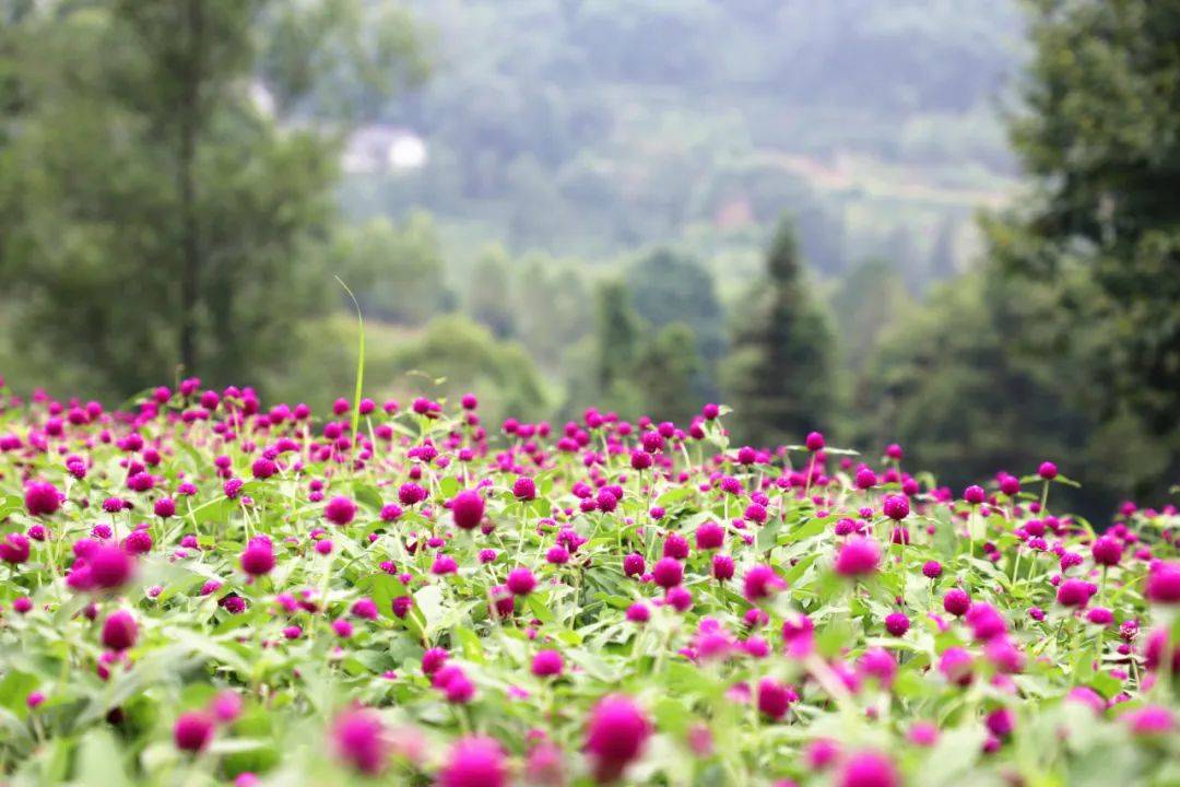 乐山这里的千日红开得正好_花海_嘉阳_版权