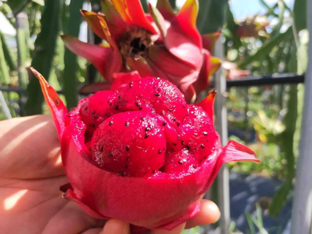 多汁!这颗红心火龙果,果肉自动"溜"进你的嘴里~_高达_水果_成长