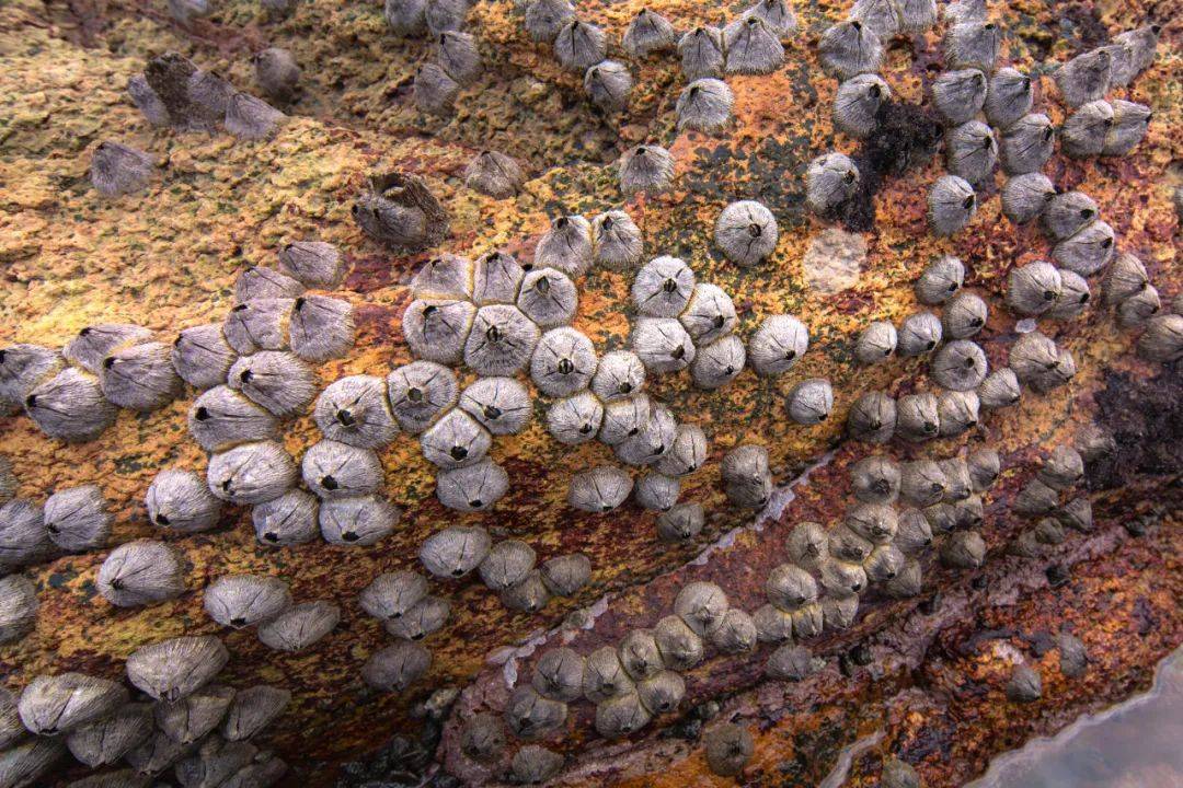 常去海边捡海货的人,还会收获藤壶,佛手螺,毛娘等,快来品尝这个季节的