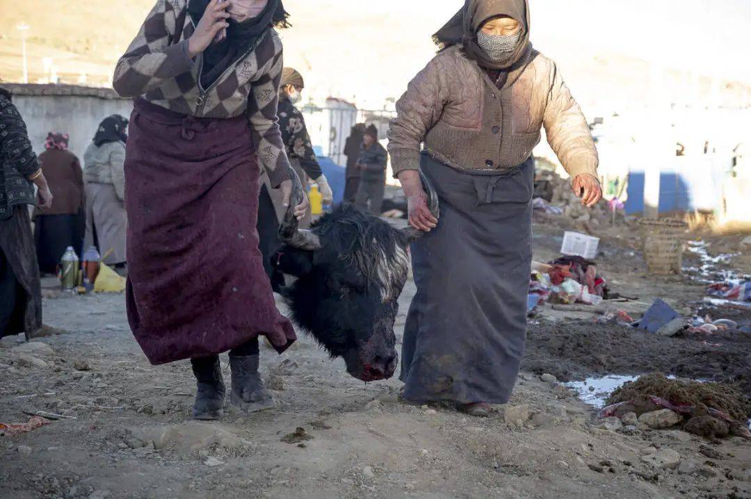 哲古镇:风,牛羊,发电机