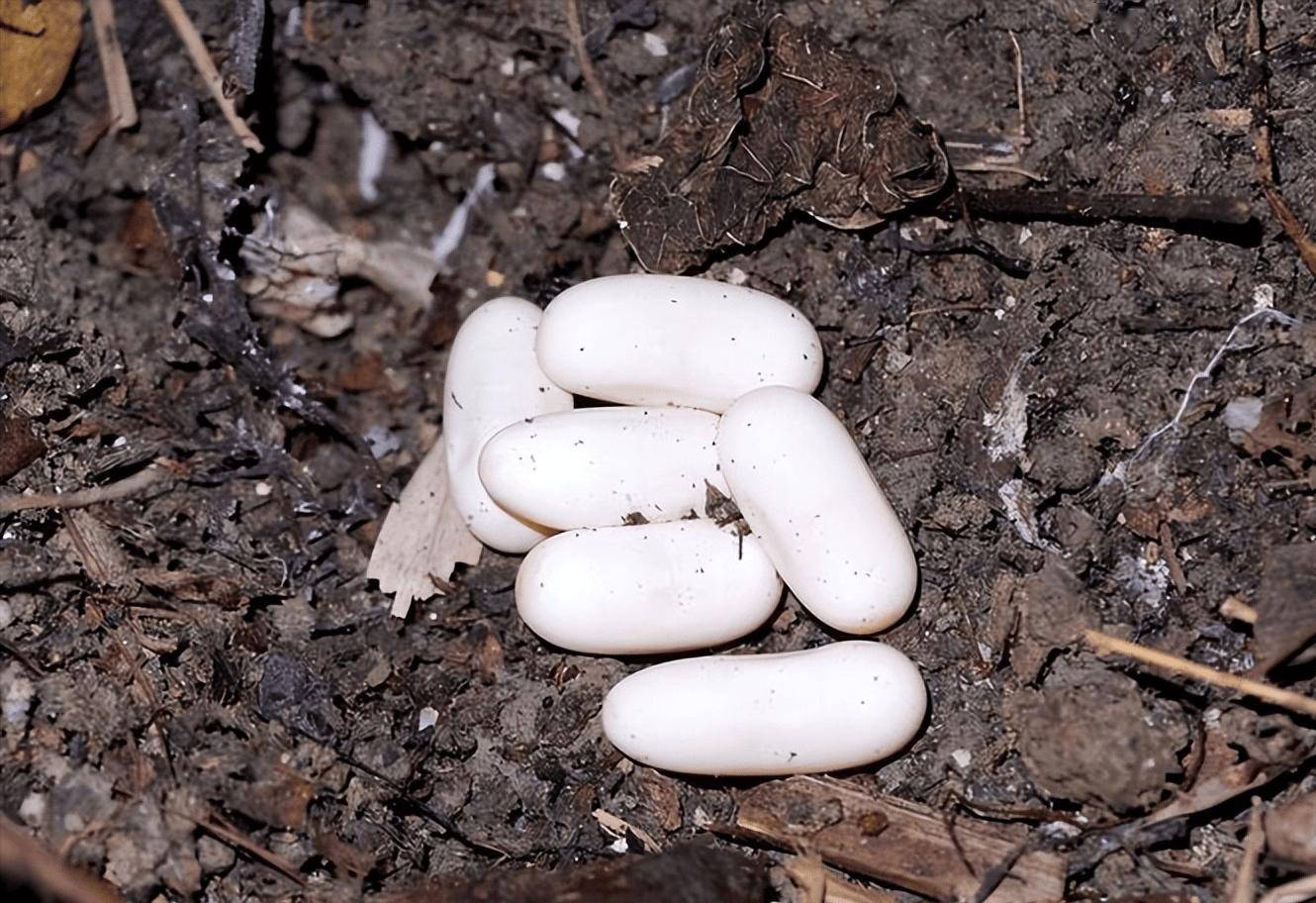 云南幼儿园附近发现眼镜王蛇,2.8米长,在孵化30枚蛇蛋