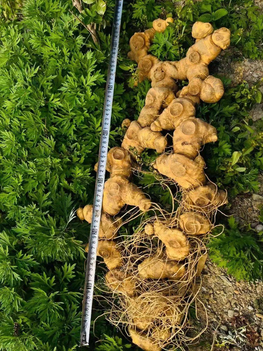 【农百访四方】深山黄精香 创业梦飞翔_种植_何敏_发展