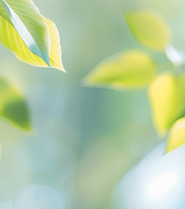 ppt 背景 壁纸 电脑桌面 发芽 绿色 绿色植物 绿叶 嫩芽 嫩叶 树叶