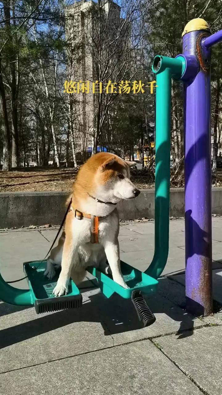 悠闲自在荡秋千萌宠 柴犬 治愈 精神小狗