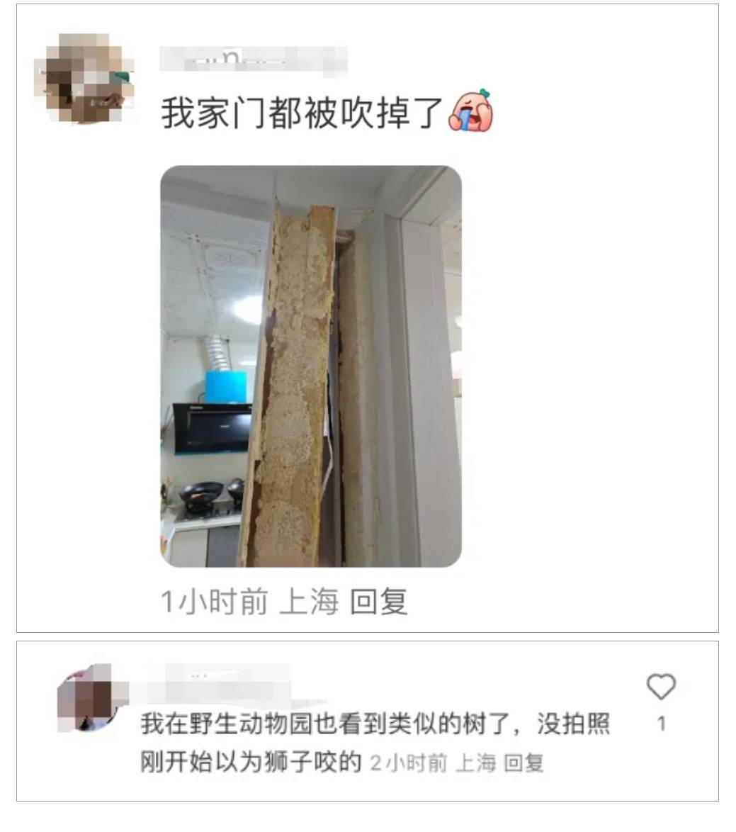 一名 小哥被砸身亡 闪送 上海昨日大风一棵行道树突然折断