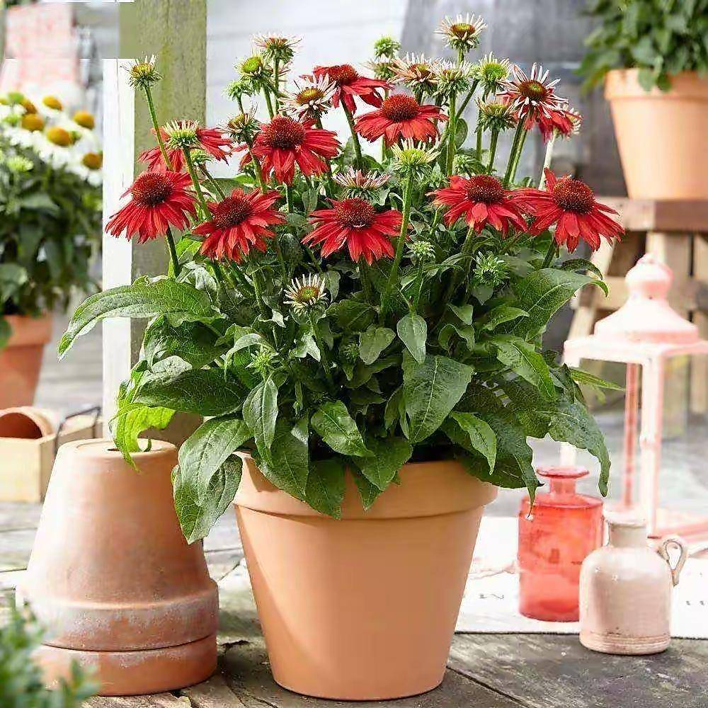 很容易养活,从春天开到冬天,花色丰富,非常漂亮_松果_开花_盆栽