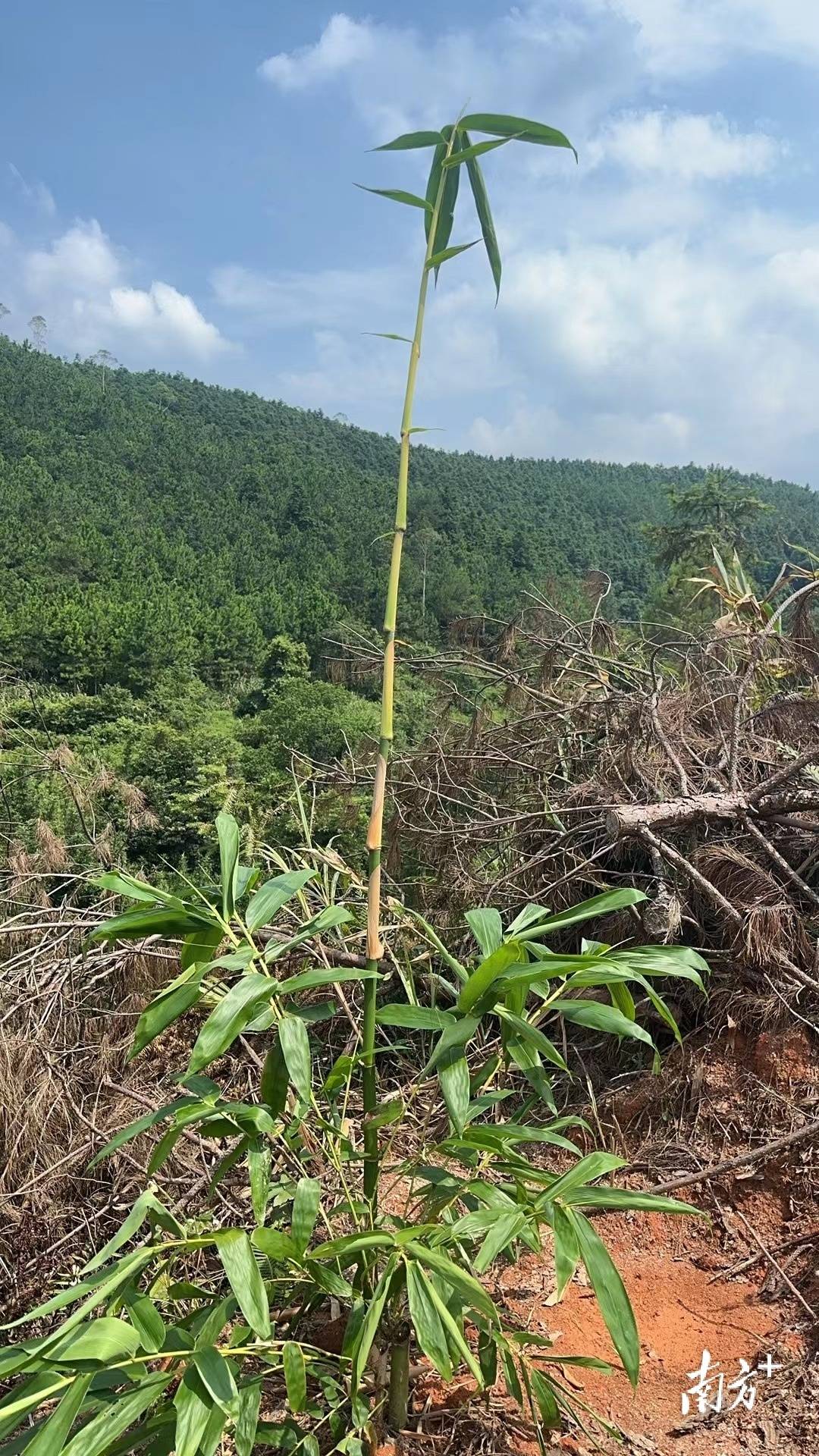 有“笋嘢”!连山种下千亩麻竹笋_种植_产业_发展