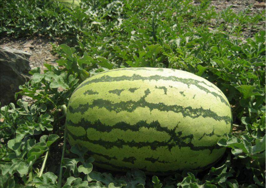 同时,这些砂石中还含有大量的锌,硒,使得硒砂西瓜比普通西瓜拥有更多