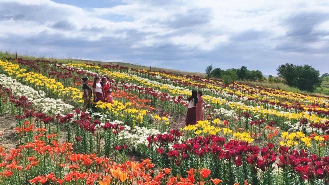 延平百合花开木垒