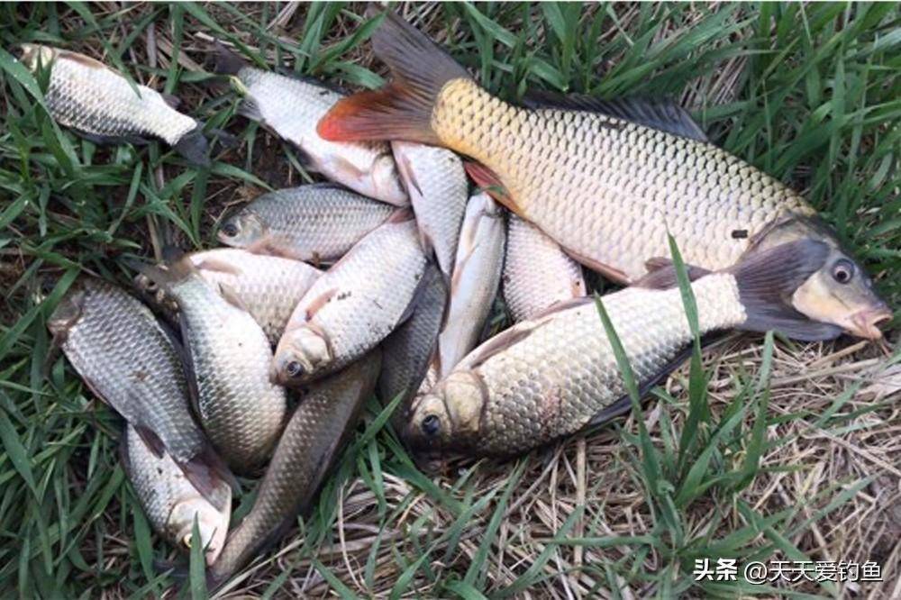 民间传统野钓，4大绝杀钓法，钓鱼效率提升十倍_鲤鱼_鲫鱼_饵料