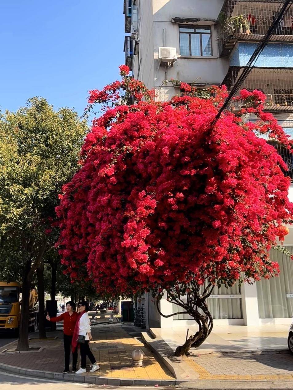 广东路边常见的花图片