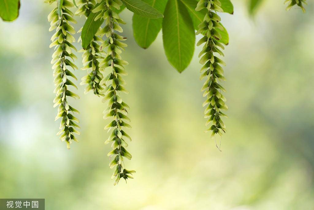 临沂:枫杨花风中摇曳