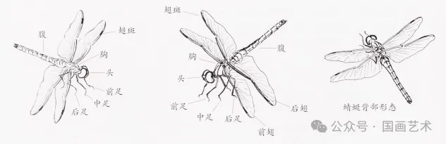 蜻蜓翅膀结构图片