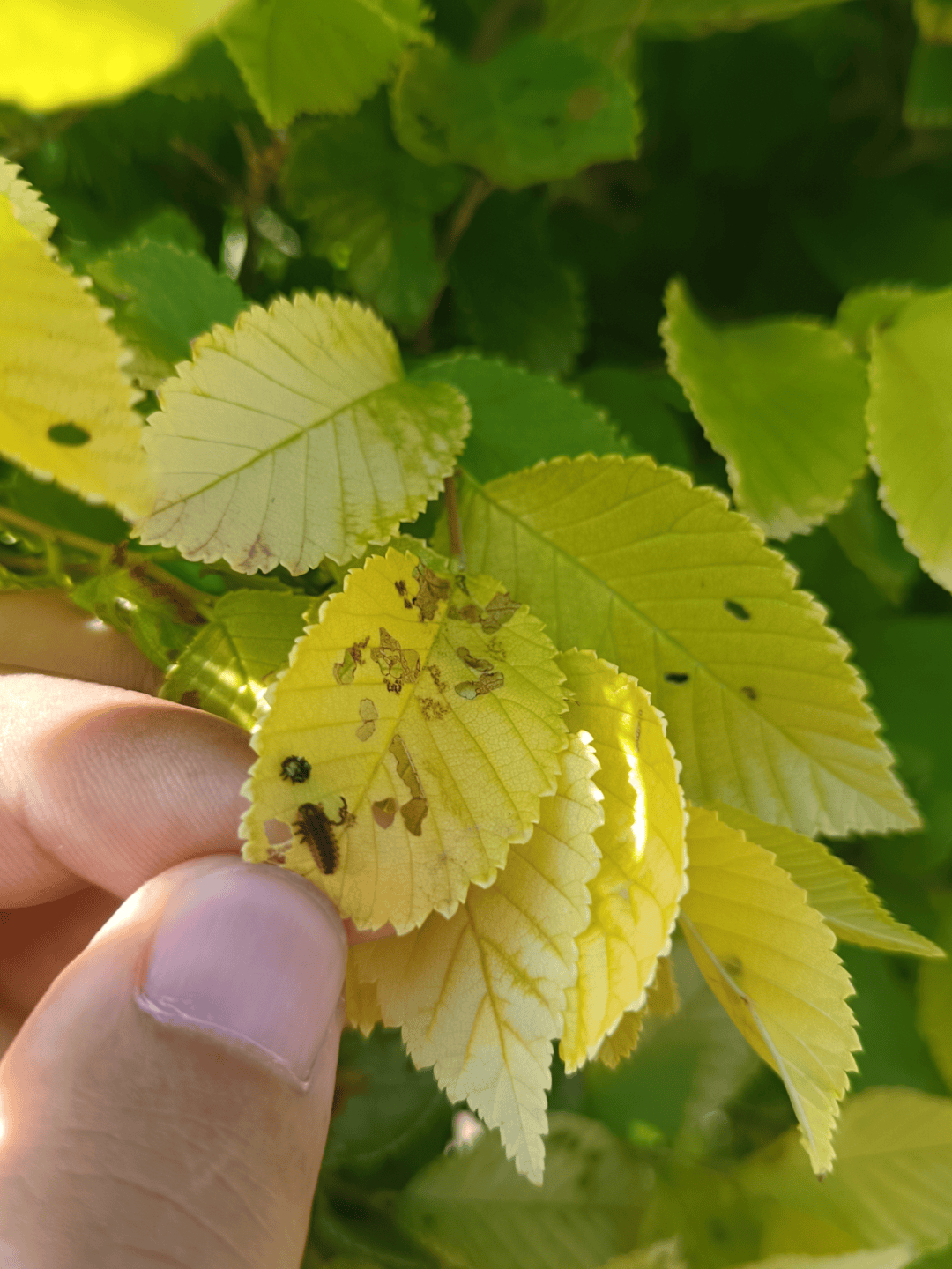 小叶榕常见虫害及图片图片